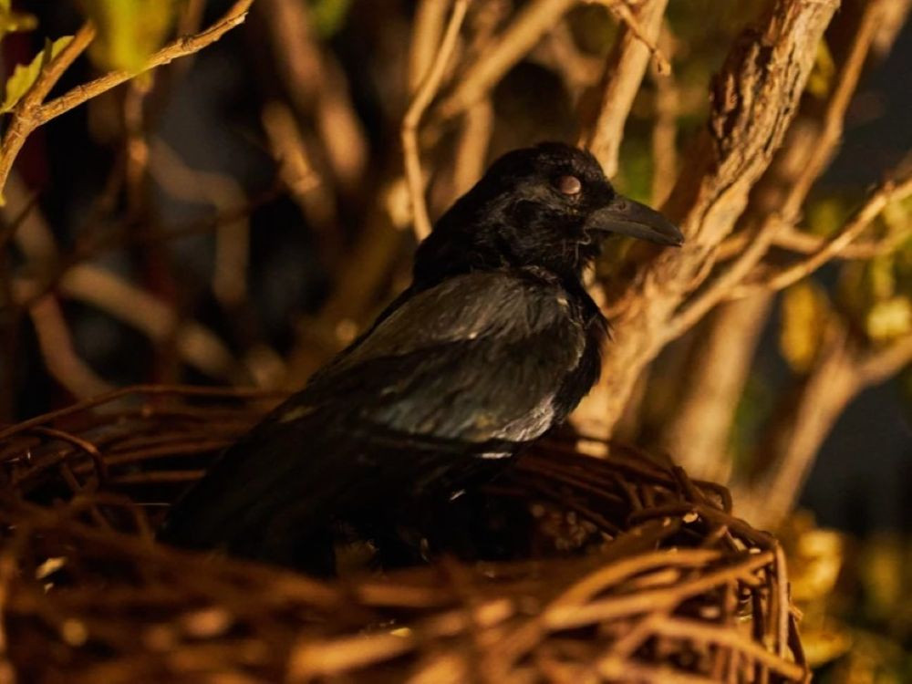 Escape room Sekret dziadka - Zdjęcie 4/4